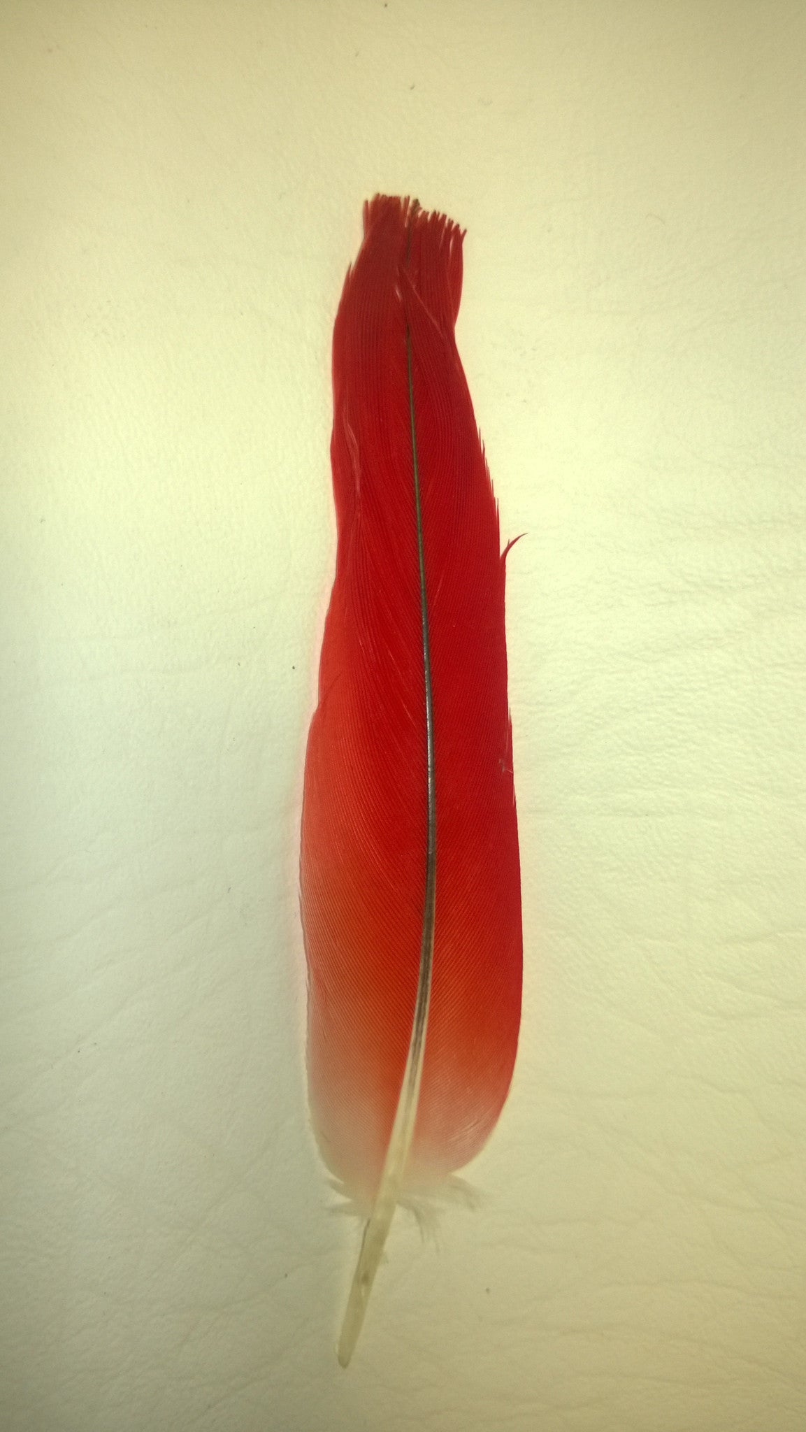 Red Parrot Feather - Ikodide-Loro