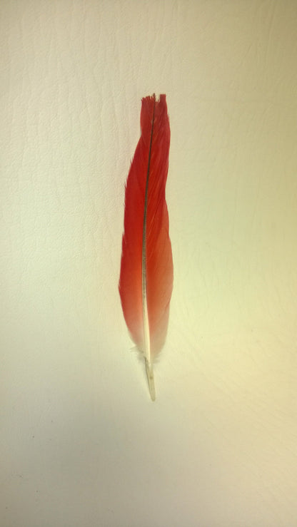 Red Parrot Feather - Ikodide-Loro