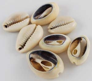 Cowrie Shells Closed