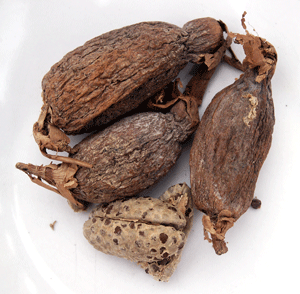 Guinea Pepper Pod