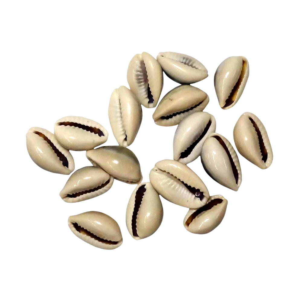 Cowrie Shells Closed – Yeyeo Botanica